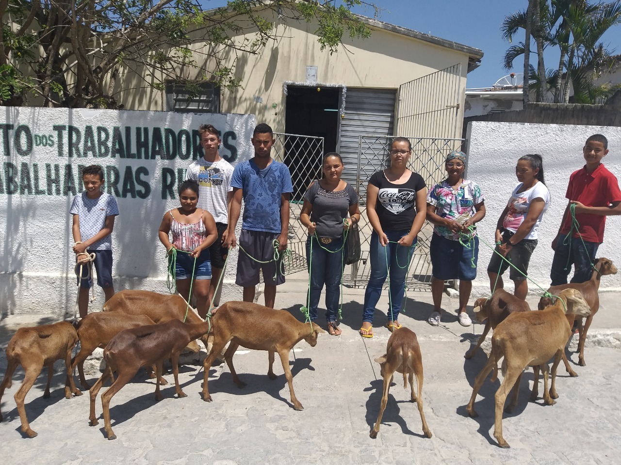 No território da Borborema, AS-PTA e Polo com apoio do INNOVA AF, lutam para conservar a ovelha Morada Nova e dispersá-la no território