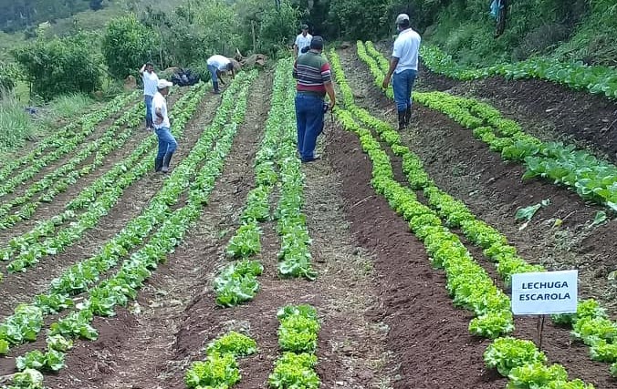 Organización de “Jóvenes Unidos al Desarrollo” de la Paz en Honduras triunfa con la comercialización de nuevos rubros hortícolas